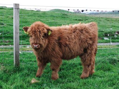 Benston Highland Cow calf