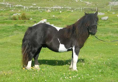 Hestigarth Shetland Pony Stud